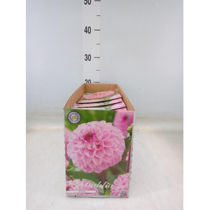 Dahlia   ...flowerbulbs