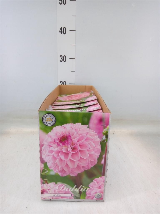 <h4>Dahlia   ...flowerbulbs</h4>