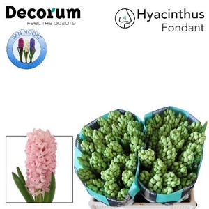 Hyac Fondant 2x25