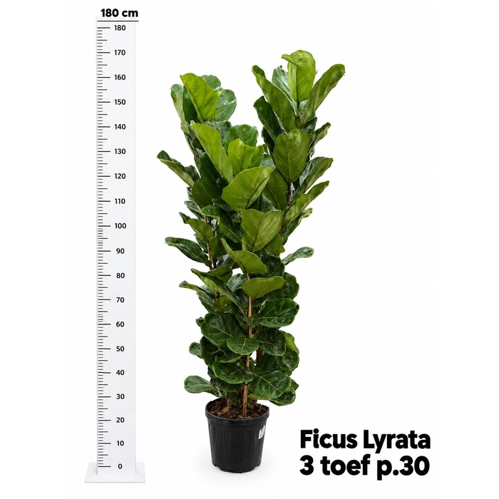 <h4>FICUS LYRATA</h4>