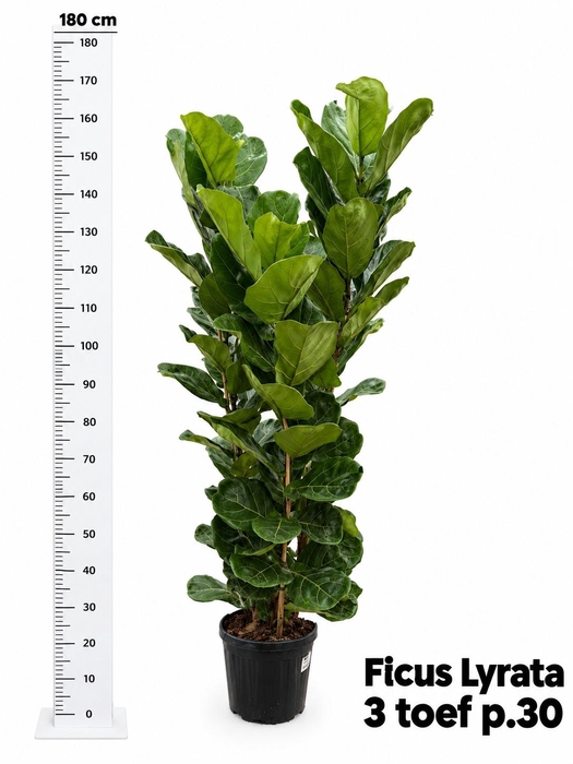 FICUS LYRATA