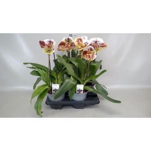 Paphiopedilum  'Amerikaanse hybrid'