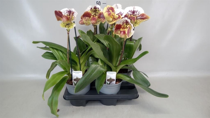 <h4>Paphiopedilum  'Amerikaanse hybrid'</h4>