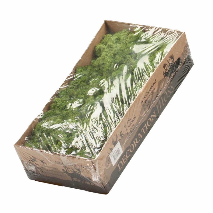 <h4>Reindeer Moss Preserved Moss Green</h4>