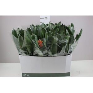 Aechmea Elegant Flame A2