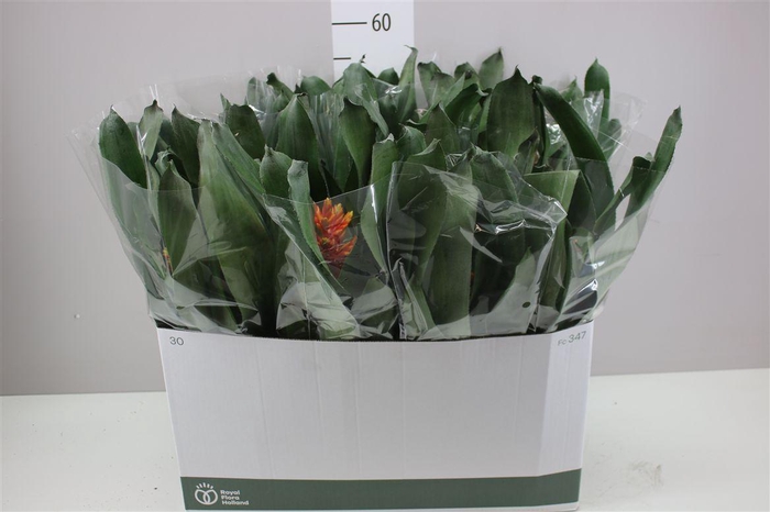 <h4>Aechmea Elegant Flame</h4>