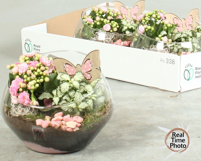 <h4>ARR KAMERPL</h4>