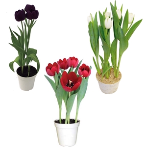 TULIPA VARIADO P12