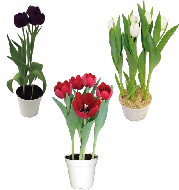 TULIPA VARIADO P12 QUADRADO VARIADO