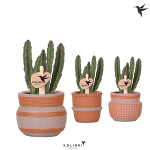 Kolibri Greens Stapelia Leendertziae in Ethnic pot terracotta mix