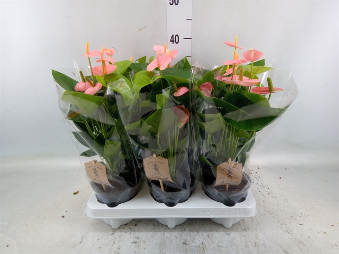 <h4>Anthurium andr. 'Spirit'</h4>