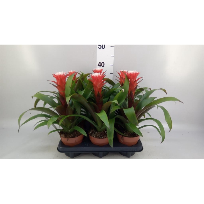 <h4>Guzmania 'Hope'</h4>