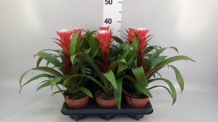 Guzmania  'Hope'