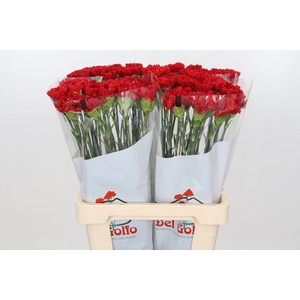 Dianthus St Centauro