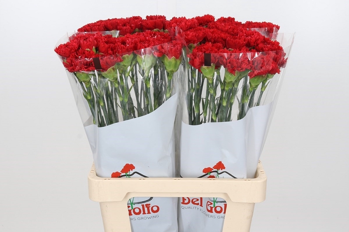 Dianthus St Centauro