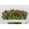 Protea Robijn