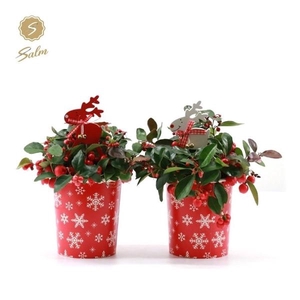 Gaultheria pr. 'Big Berry'® P10 in Cup X-mas Deco + Reindeer