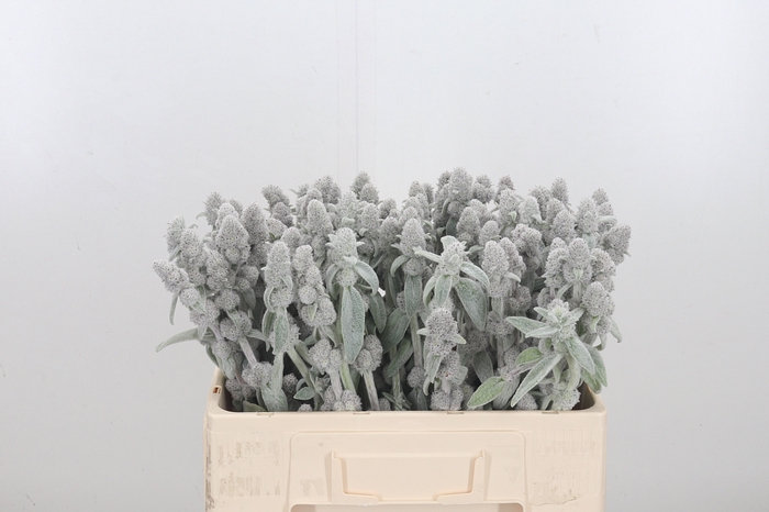 <h4>Stachys Byz. Si.</h4>