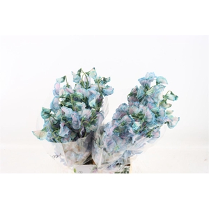 Lathyr Odor Colored Blue Green