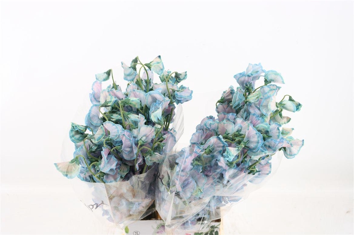 <h4>Lathyr Odor Colored Blue Green</h4>