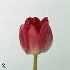 Tu Du Up Pink