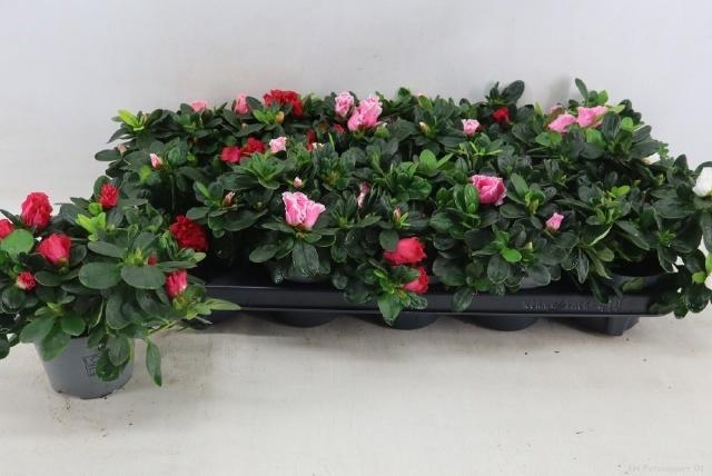 <h4>RHODO SI VOGEL GEM</h4>