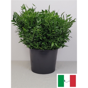 RUSCUS PER TAK