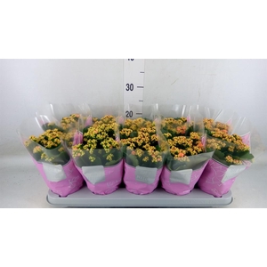 Kalanchoe blos. 'Perfecta Pink'