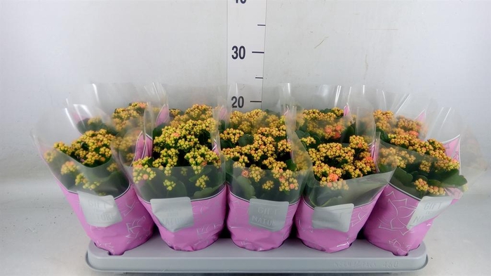 <h4>Kalanchoe blos. 'Perfecta Pink'</h4>