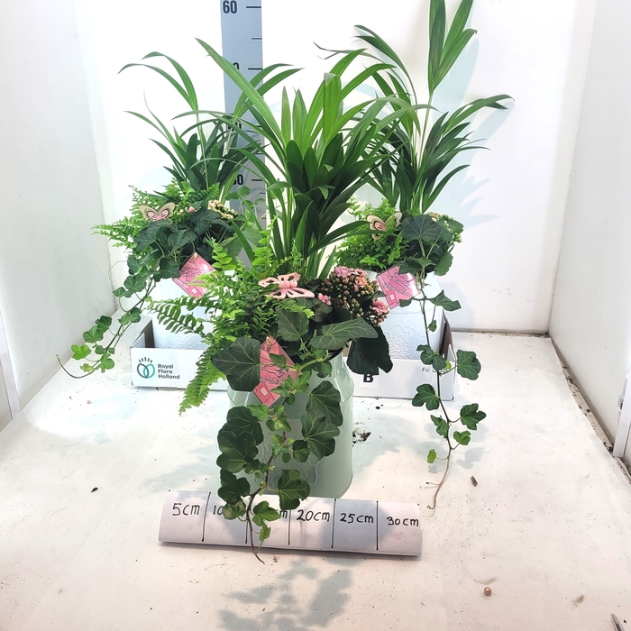 <h4>ARR KALANCHOE</h4>