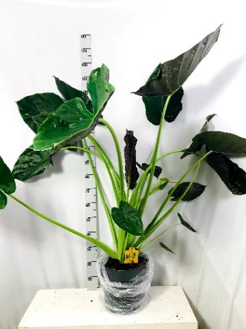 <h4>ALOC WENTII</h4>