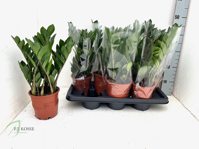 <h4>ZAMIO ZAMIIFOLIA</h4>