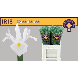 Iris Casablanca Very Nice!!