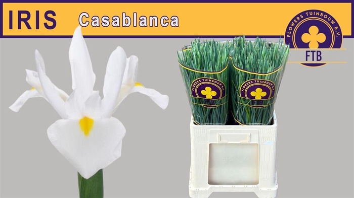 <h4>Iris Casablanca Very Nice!!</h4>