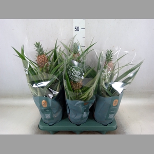Ananas  'Mi Amigo'
