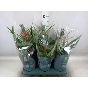 Ananas  'Mi Amigo'