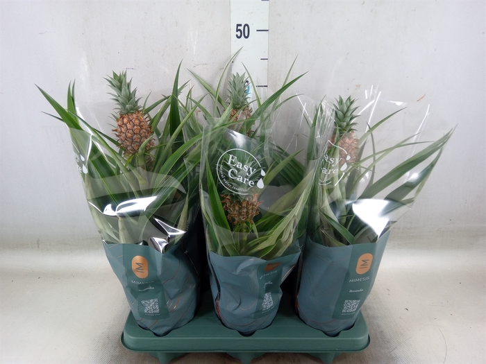 <h4>Ananas  'Mi Amigo'</h4>