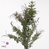 ACACIA BAILEYANA PB