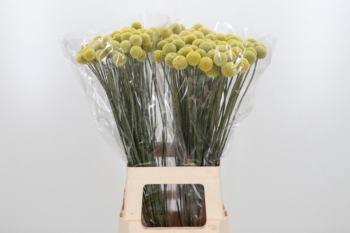 <h4>Craspedia - Overig</h4>