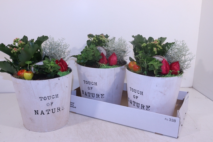 <h4>ARR TUINPLANTEN</h4>