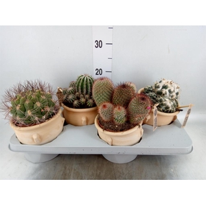 Cactus   ...mix