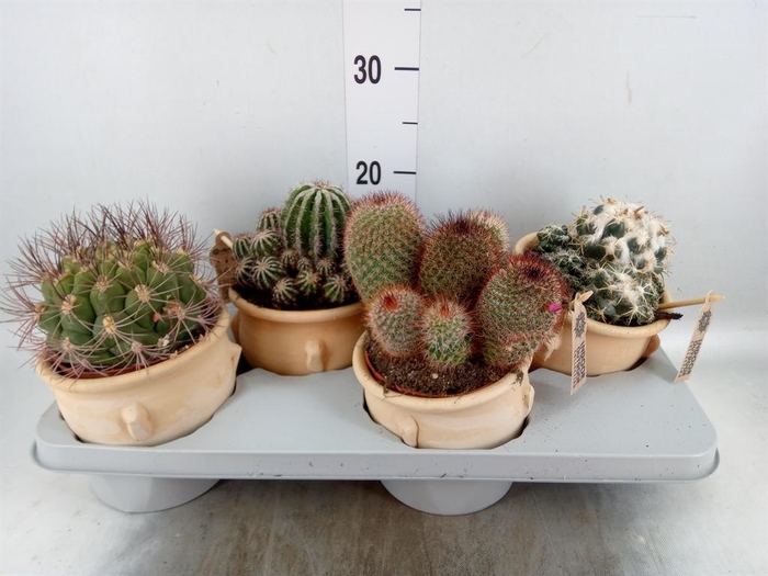 <h4>Cactus   ...mix</h4>