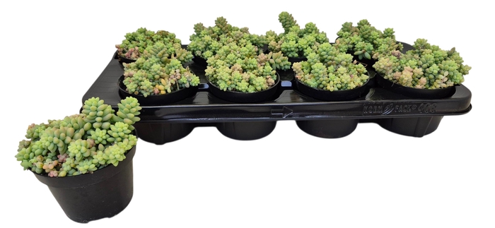 <h4>SEDUM BURRITO</h4>