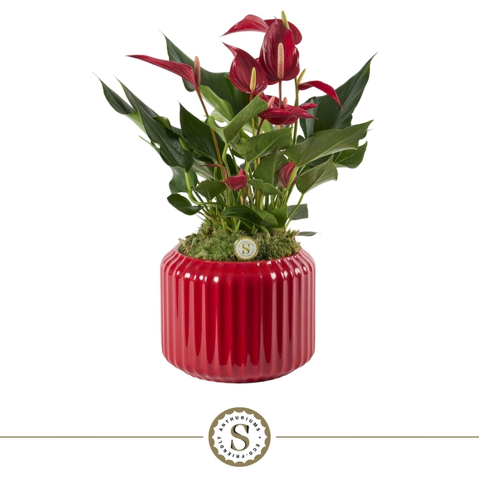 <h4>Bologna Keramiek Red - Roja</h4>