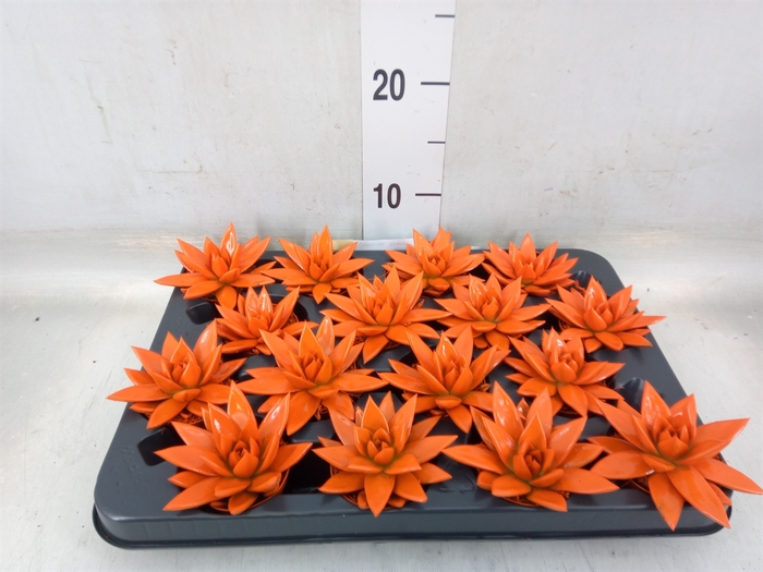<h4>Echeveria  'Miranda'</h4>