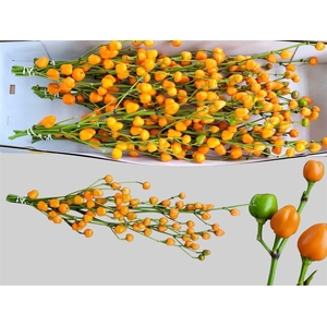 Capsicum Ov Oranje Bs