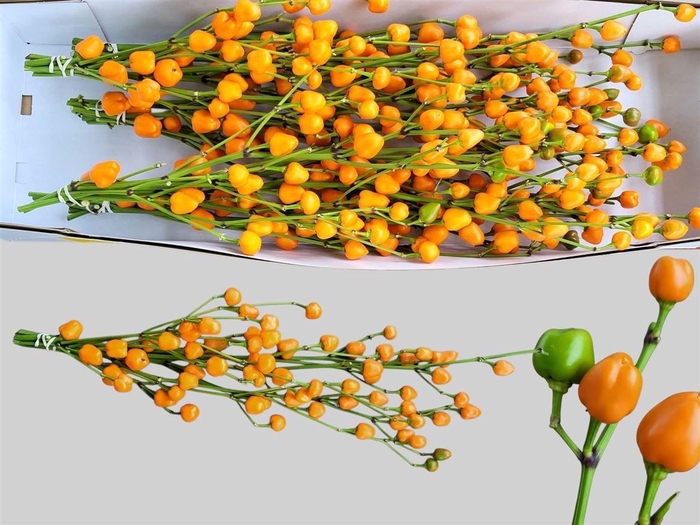 <h4>Capsicum Ov Oranje Bs</h4>