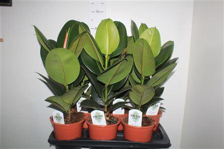 <h4>Fic El Robusta</h4>