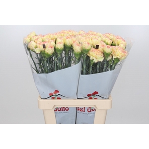 Dianthus St Ateca