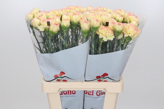 Dianthus St Ateca